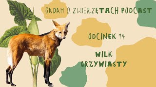 Gadam o Zwierzętach Podcast - Odcinek 14 - Wilk grzywiasty (pampasowiec grzywiasty)