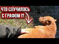 Питбуль трансформер... Графа раздуло !!! Строительство питомника Dragon Life подготовка к заливке.