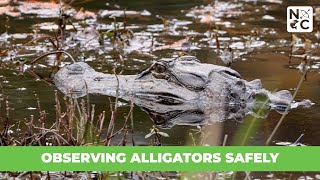 Observing Alligators Safely