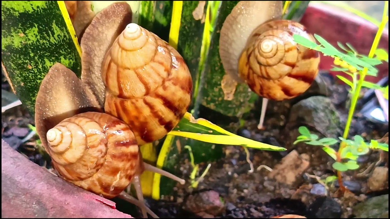 A group of snails are on top of a flower pot 