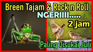 Masteran Belalang Raja VS Gereja Tarung Gacor Ngerol  Rapat Kasar Jeda Suara Air Durasi Panjang