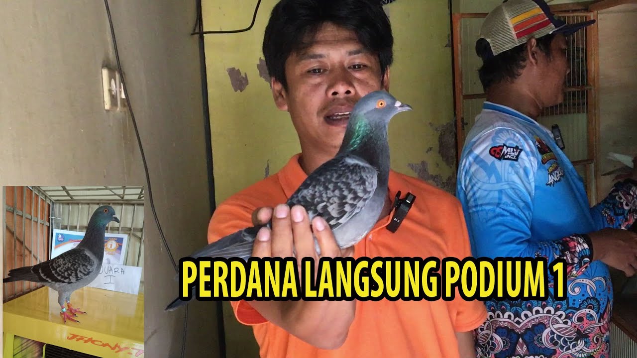 SESUAI PREDIKSI !!! JOYO BOYO MEMANG BAGUS PERDANA LOMBA LANGSUNG PODIUM