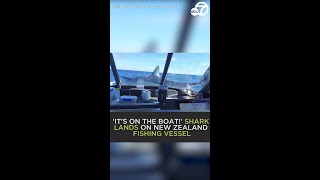 WILD! Shark lands on fishing boat in New Zealand screenshot 4