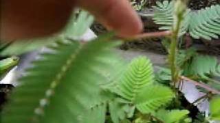 planta sensitiva - mimosa pudica - thptnganamst.edu.vn