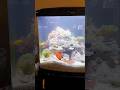 16 gal biocube reef tank at 7 weeks. #aquarium #reeflife #fish #fishtank #nemo #reef