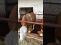 Молочные симменталы на ферме в Чехии