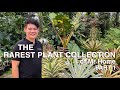 Huge and diverse rare plant collection of home sappasiri in bangkok thailand  part 1