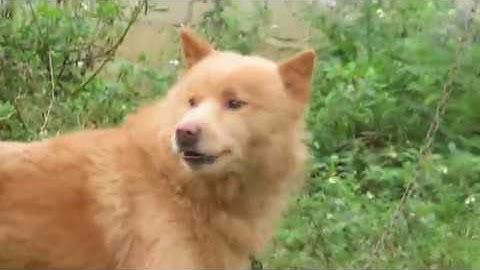 CHÓ BẮC HÀ XÙ VÀNG KIM MŨI HỒNG, MÉP ĐỎ - SIÊU PHẨM CHÓ BẢN MÔNG