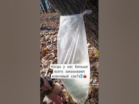 Когда собирать кленовый сок? Когда сезон кленового сока? # ...