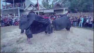 jinggel perdana Wijoyo Kusumo