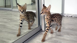 I GOT A SERVAL GIRL / Kitten's reaction to the mirror