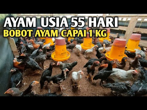 RAHASIA 2 BULAN BOBOT AYAM 1 KG !!!