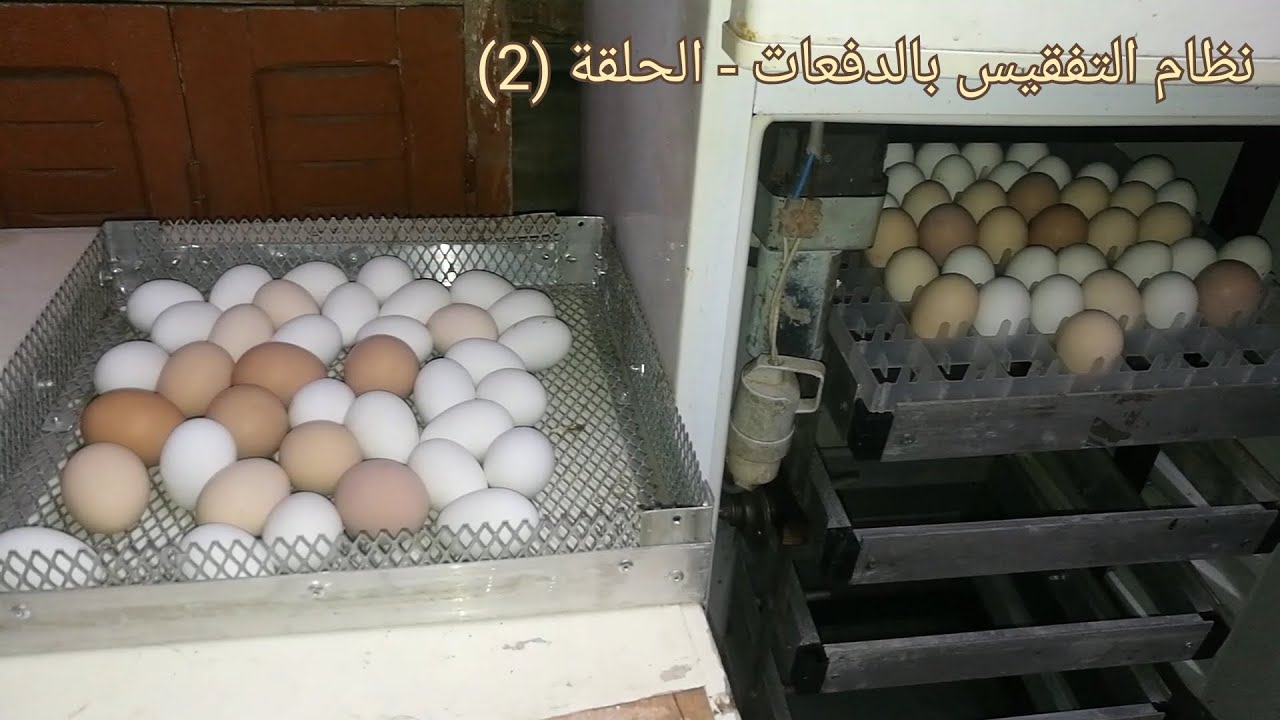 تفقيس البيض بنظام الدفعات - الحلقة (2)
