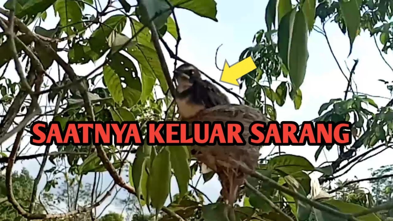 Anak sikatan siap keluar sarang 