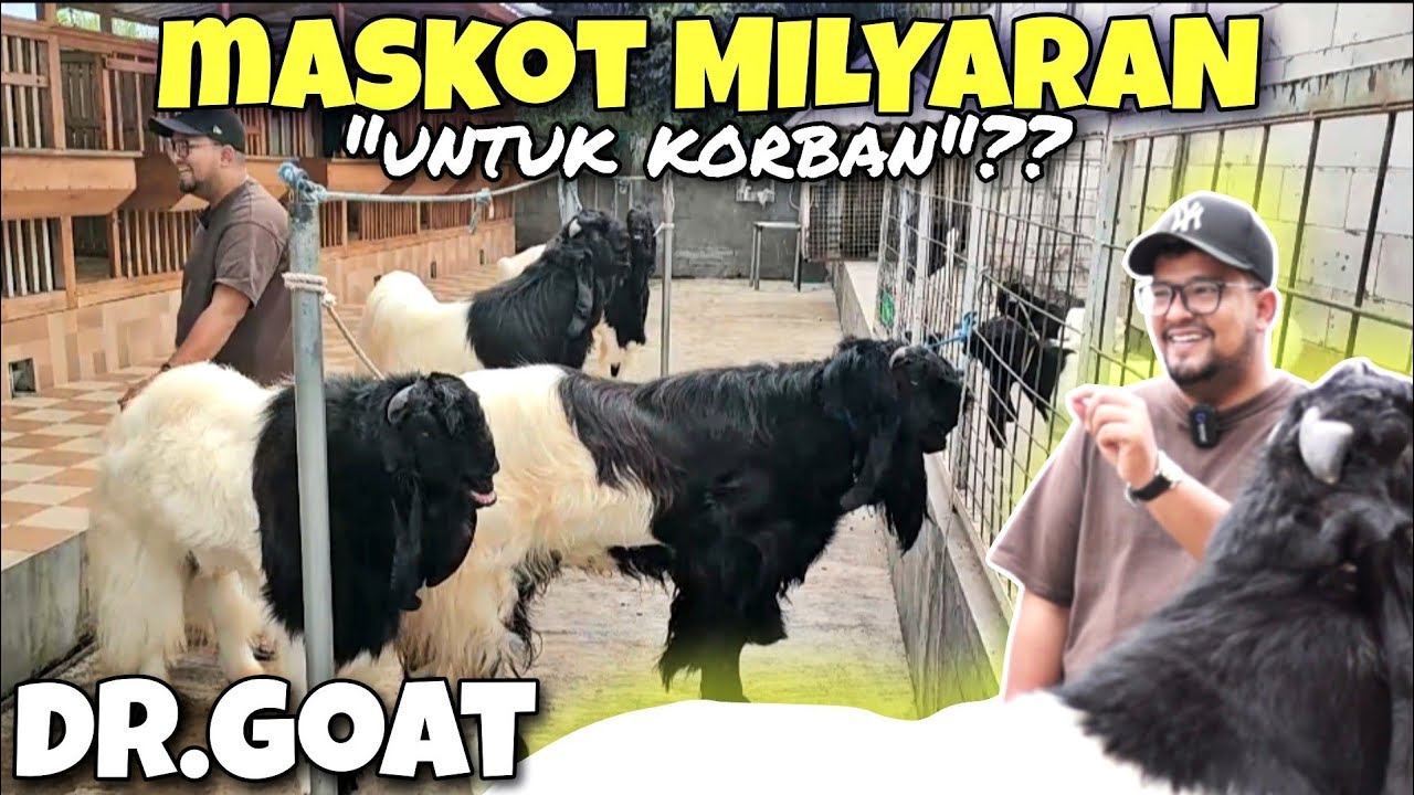 VIRAL‼️ KLARIFIKASI BOYONG SEMUA KAMBING JUARA KONTES KE MALANG