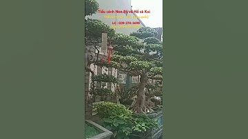 Tiểu cảnh Non bộ và hồ Koi sân vườn Nhật