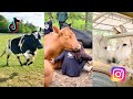 Virals of rescued animals that will melt your heart  the gentle barn compilation