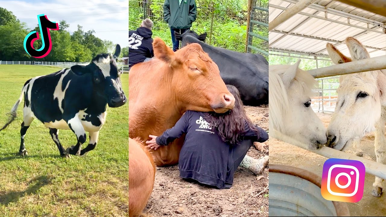 Viral Videos of Rescued Animals That Will Melt Your Heart | The Gentle ...