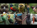 أغرب 10 طيور في العالم لن تصدق أنها موجودة