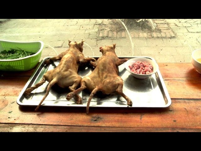 Katzenfleisch: Verbotene Delikatesse in Vietnam - YouTube
