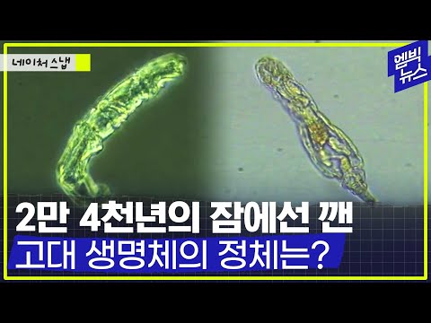 [네이처스냅] 북극 동토에서 꺼낸 빙하기 <strong>미생물이</strong> 살아서 움직인다. 위험한 세균도 혹시?