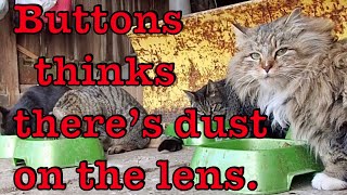 Chickens help themselves to cat food.