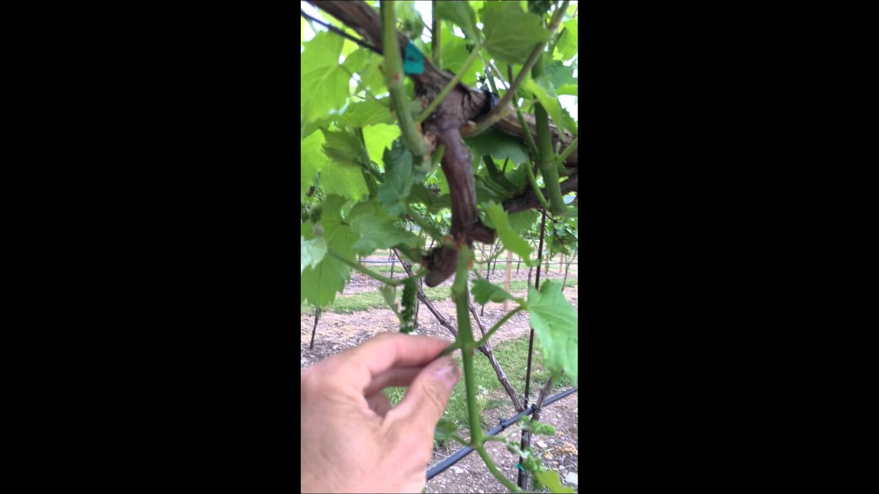Grape vine pruning