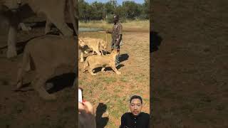 He Is Crazy  Man Stands In A Den Of Lions With Only A Stick  Pure Bravery  shorts lions