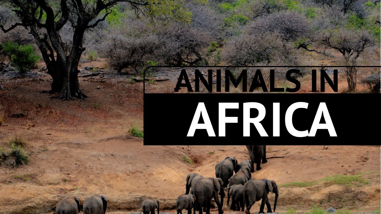 Wildlife in Africa - Types of Native African Animals - Facts, Pictures, And  More