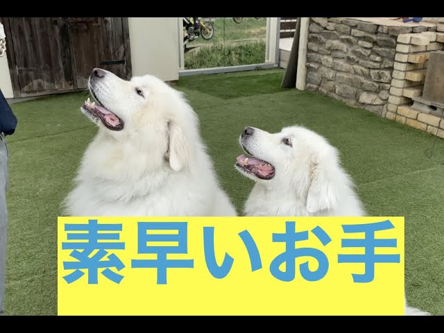 大好きなおやつの前だと素早い! グレートピレニーズ
