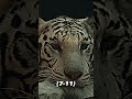 Bengal tiger prime vs animal kingdom