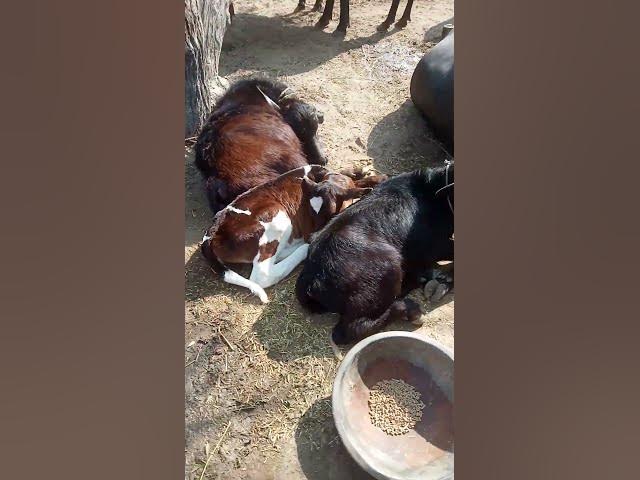 new punjabi viral videos #music #newsong #youtube #cow #funny #ytshorts #youtubeshorts