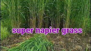 super napier in biharnapier grass,अब,बहुत,ही काम,दामों,में,बकरी,गाय,और, napier ke bare me jankari