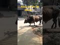 Ox Video/Cattle Rearing Video /#youtubeshorts/#viralvideo /@crazemanik