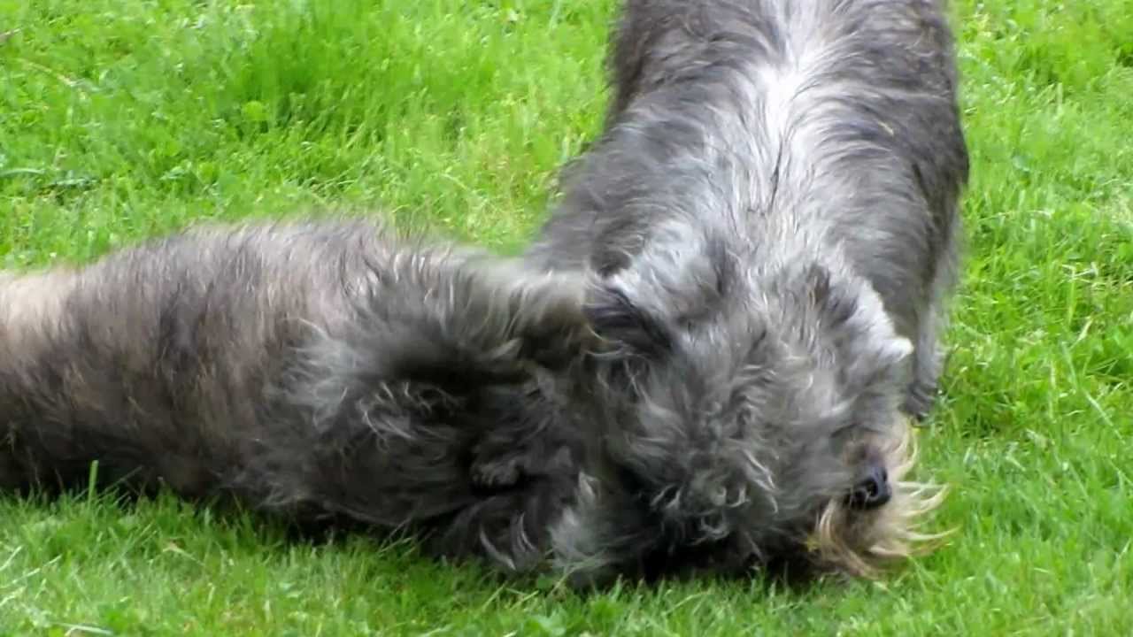 Irish Glen Of Imaal Terrier HighlandersDream YouTube