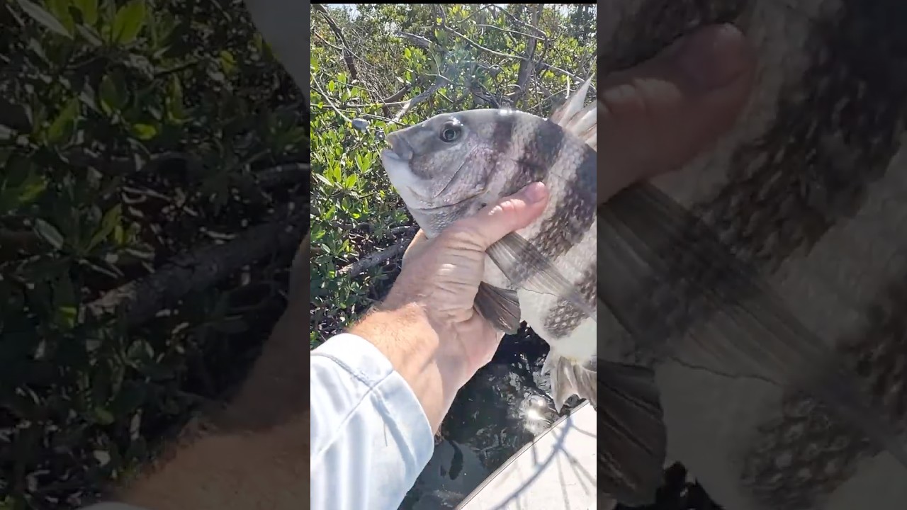 Catch More Sheepshead with This Rig