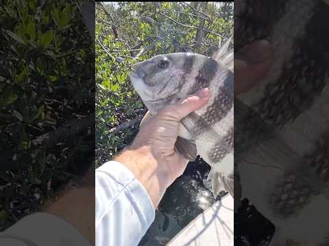 Catch More Sheepshead with This Rig