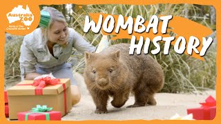 Celebrate with Elle the wombat on her 5th Birthday | Australia Zoo Life by Australia Zoo 8,434 views 3 months ago 2 minutes, 52 seconds