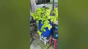 Nuôi cá có cần thay nước không ? Thí dụ là không thay luôn thì cá đẹp cỡ nào ? #cárồng