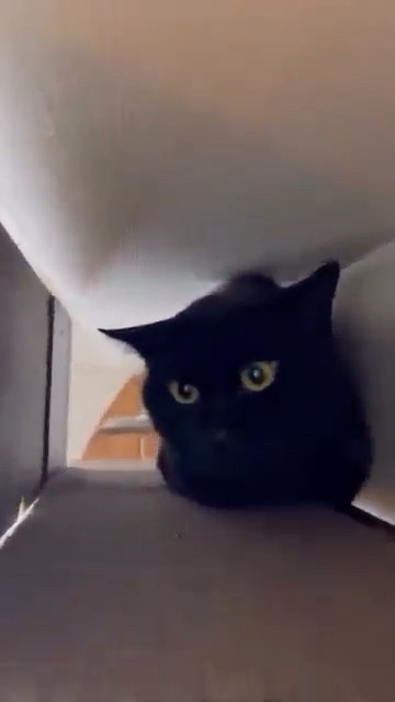 隠れていた黒猫 🐱 - YouTube