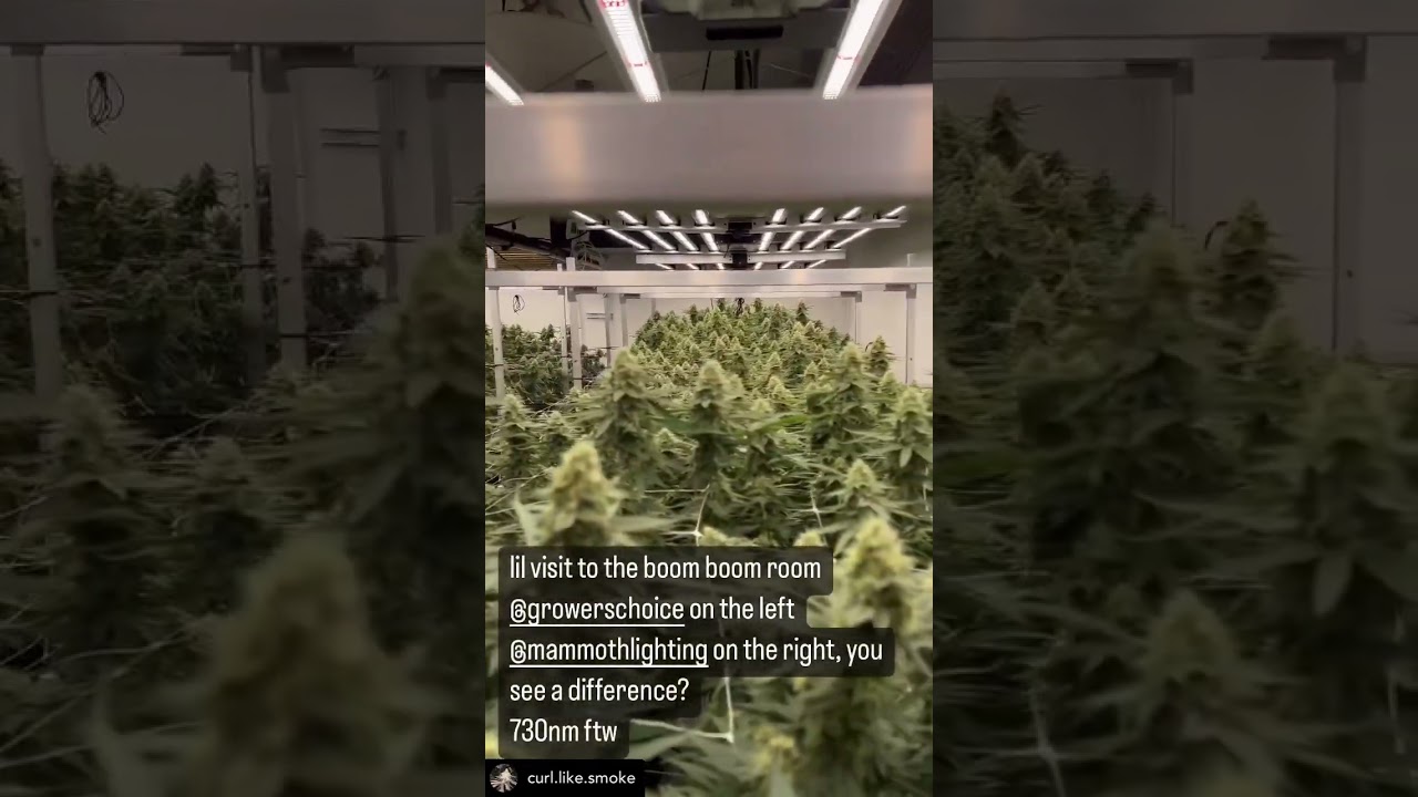 Mammoth Lighting vs Growers Choice Led: Same strain, same environment.