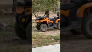 "Visitó" oso cabañas en Majalca; así lo captaron