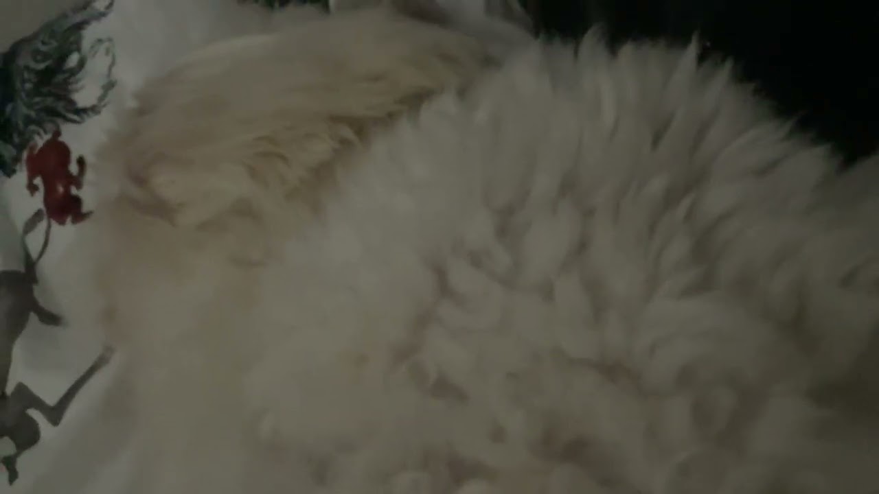 Heart warming dog cuddle