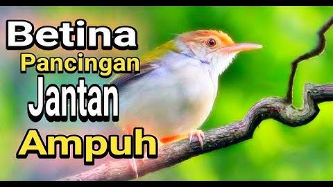 Suara prenjak lumut betina untuk memancing jantan yang males bunyi√√ burung ombyokan√√