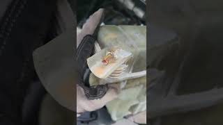 2013 Cadillac ATS Coolant Reservoir Replacement