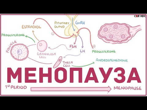 Видео: Разлика между аменорея и менопауза