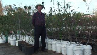 How to Grow Peach Trees : How to Prune Peach Trees