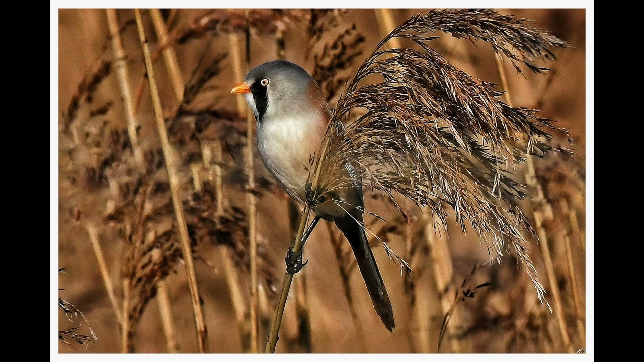 bearded  tits photography