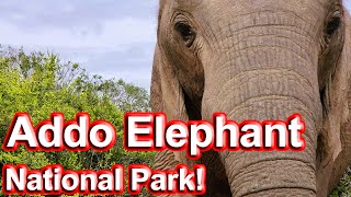 S1 - Ep 193 - Addo Elephant National Park - Another Fantastic Visit!