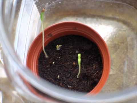 The Fastest way to Germinate Seeds